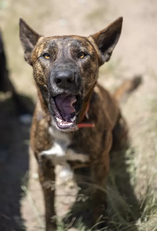 Jengo