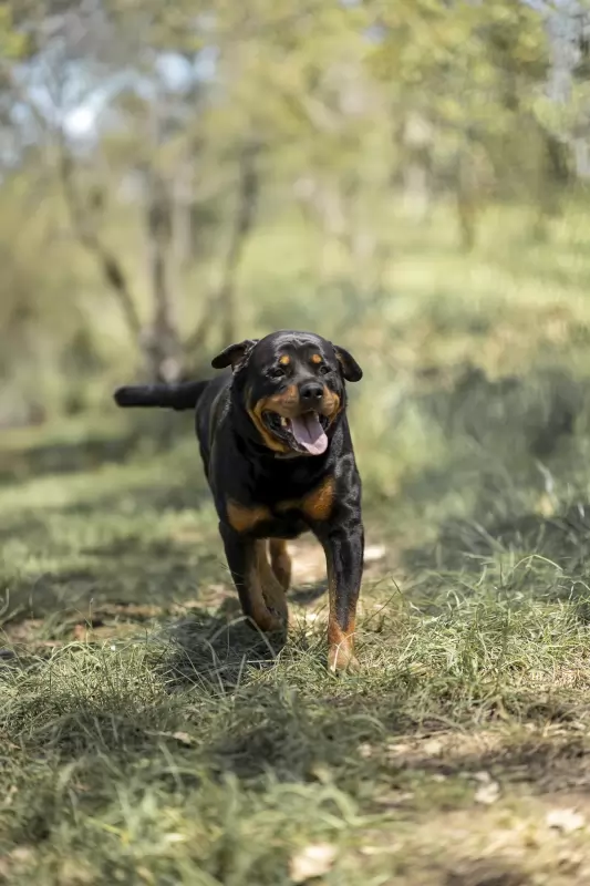 Rufus2