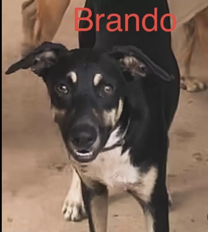 Brando