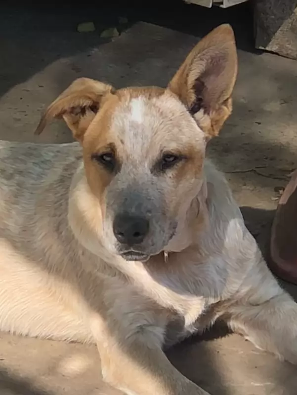 Rubi