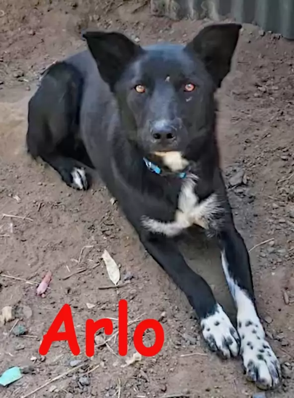 Arlo