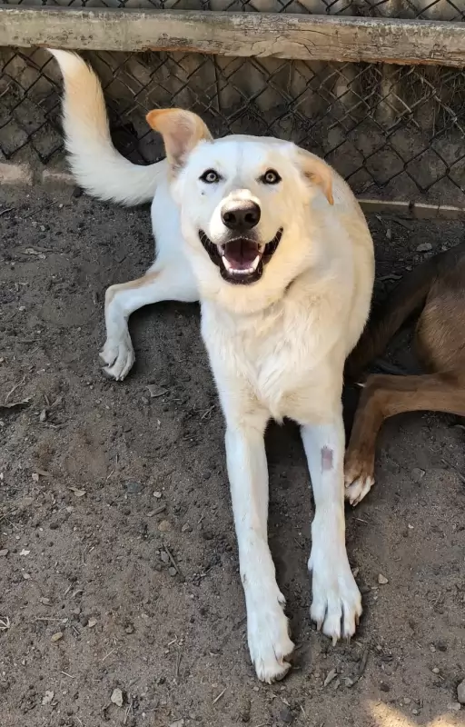 Noki
