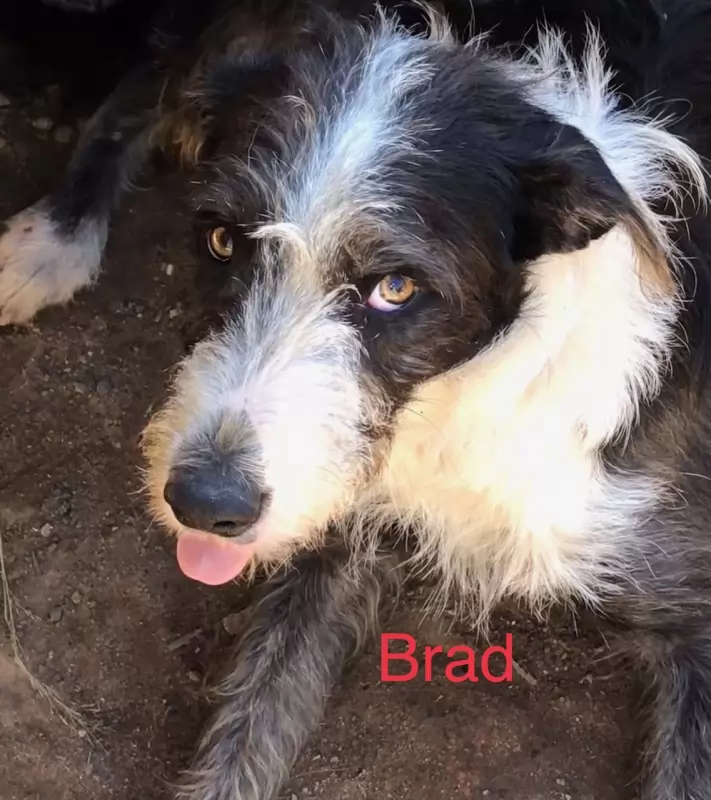 Brad