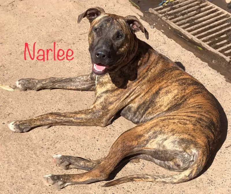 Narlee