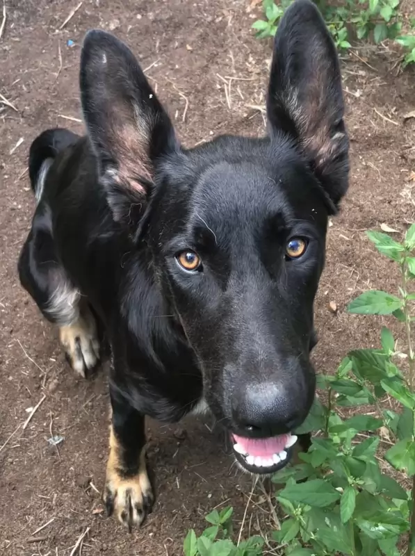 Ranger