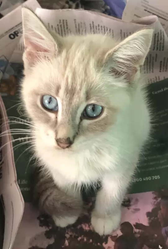 Clancy
