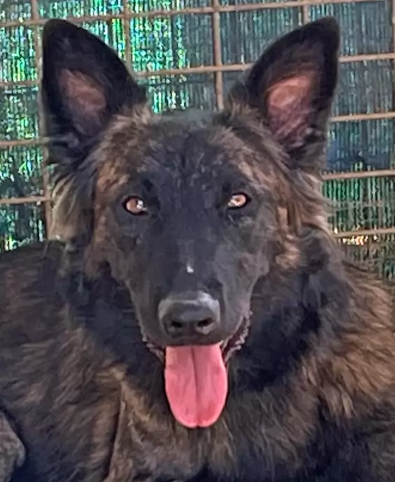 Dusty - Dutch Shepherd