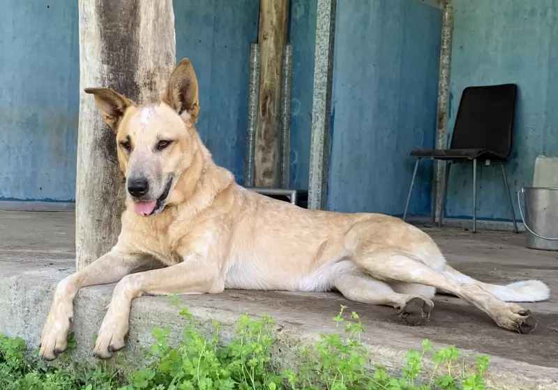 Rubi
