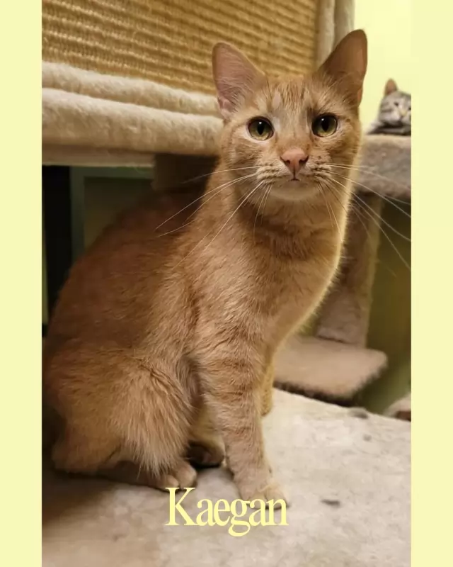 Kaegan