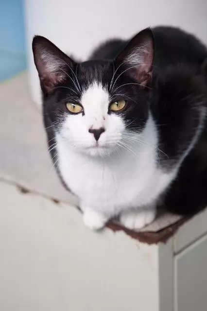 Timmy